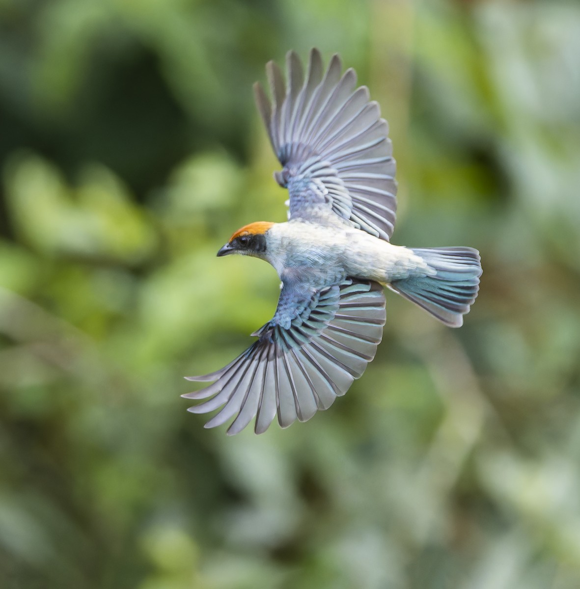 Scrub Tanager - ML622692115