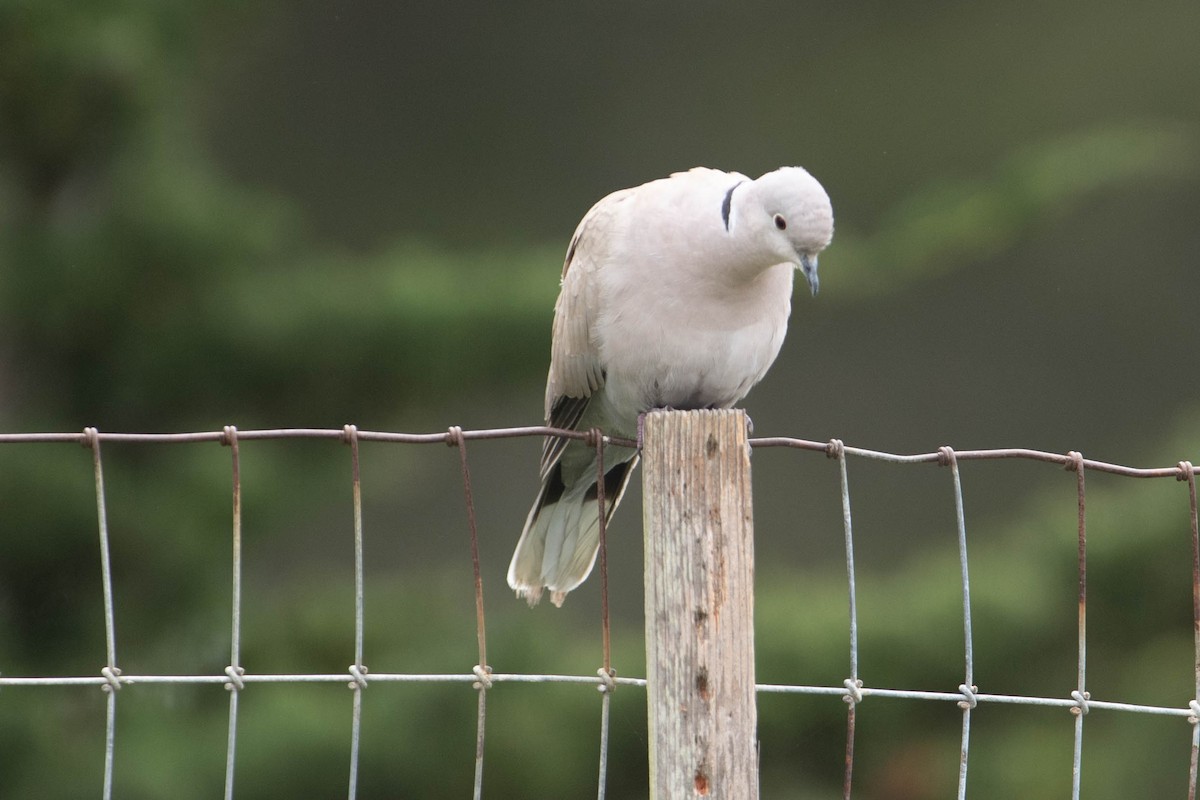 Eurasian Collared-Dove - John Hiles