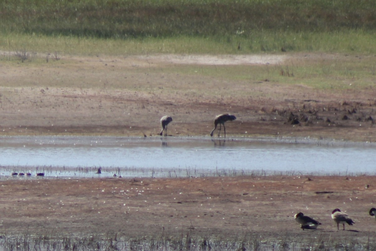 Sandhill Crane - ML622692182