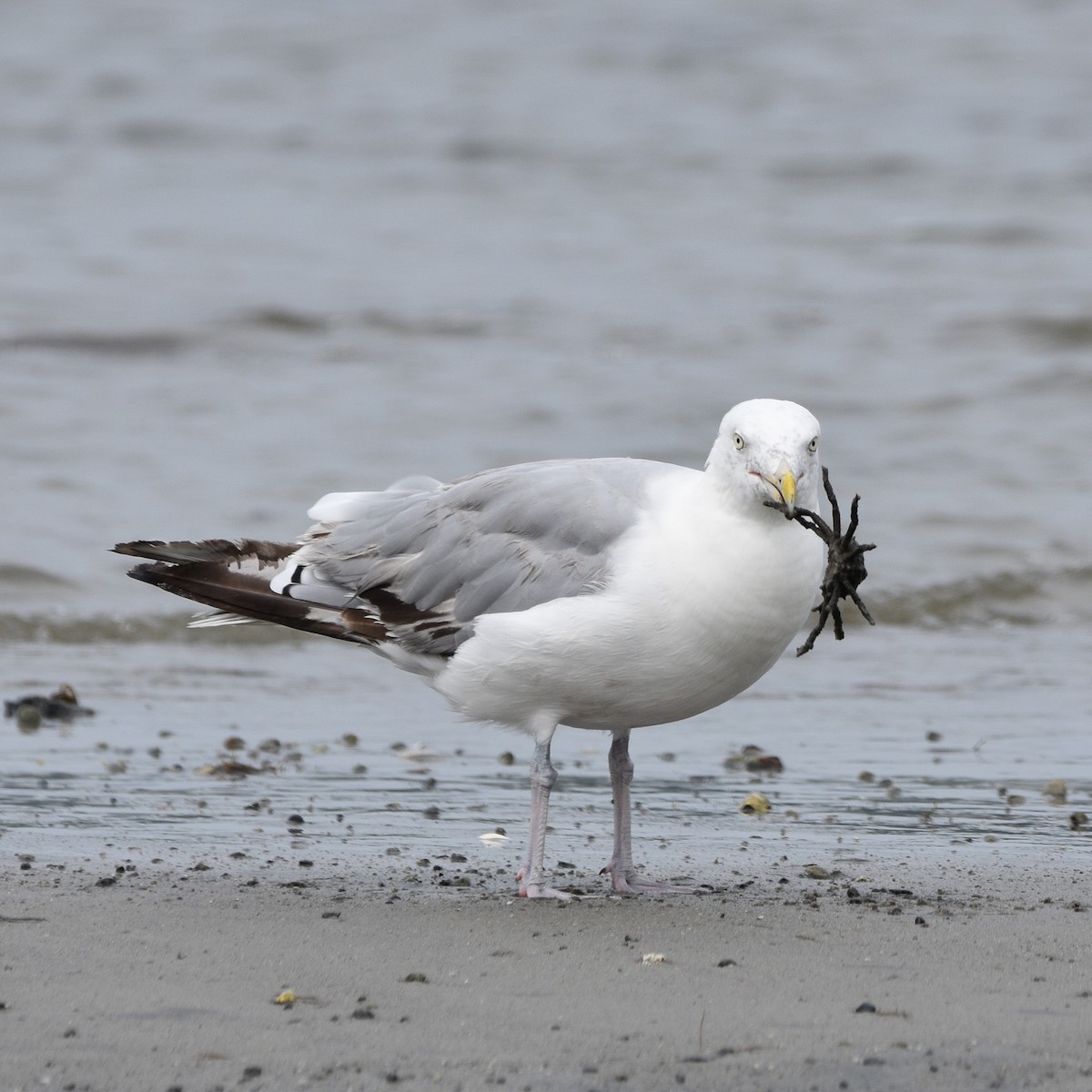 American Herring Gull - ML622692233