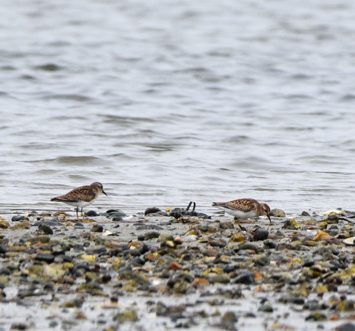 Least Sandpiper - ML622692252