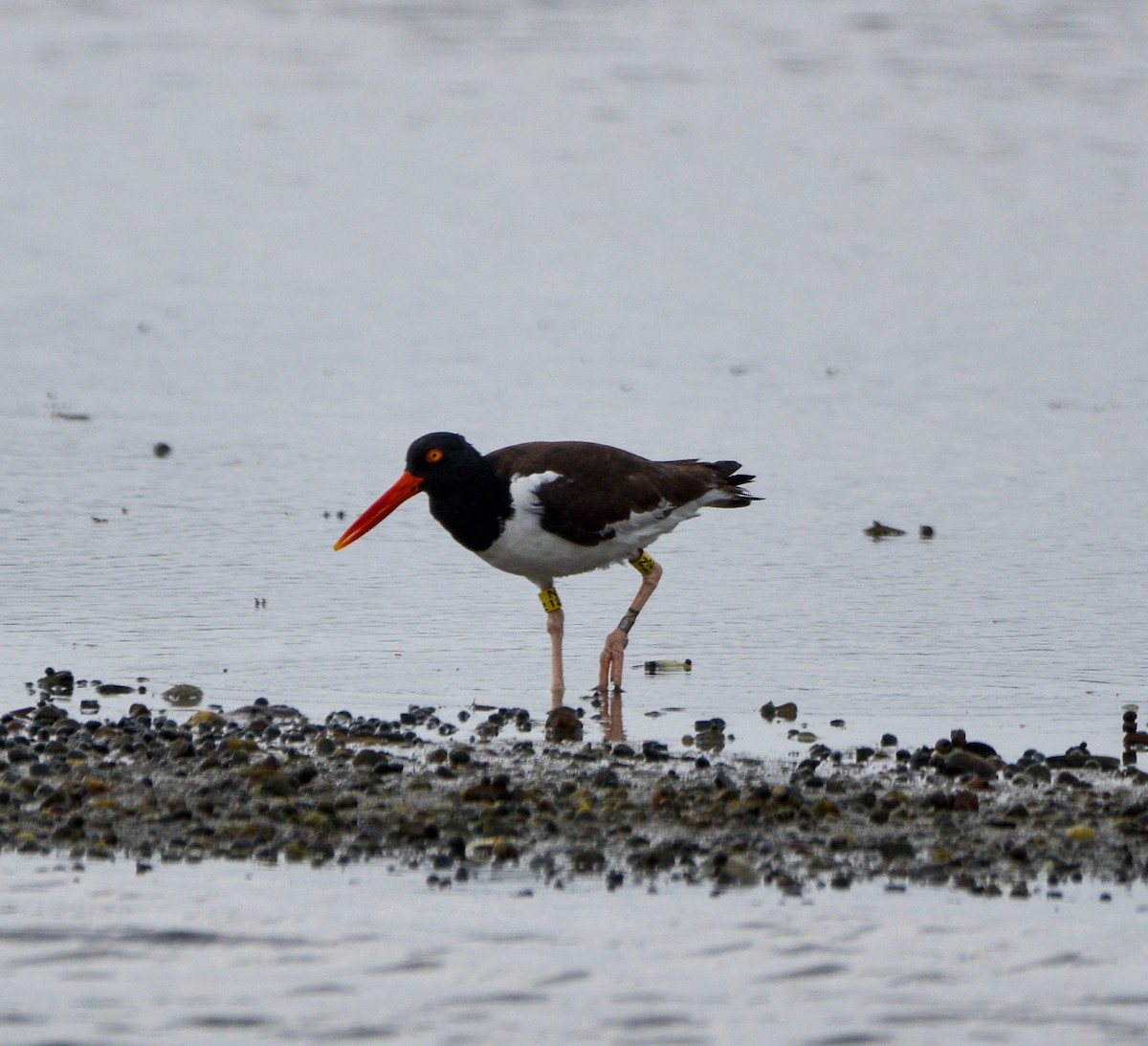 American Oystercatcher - ML622692255