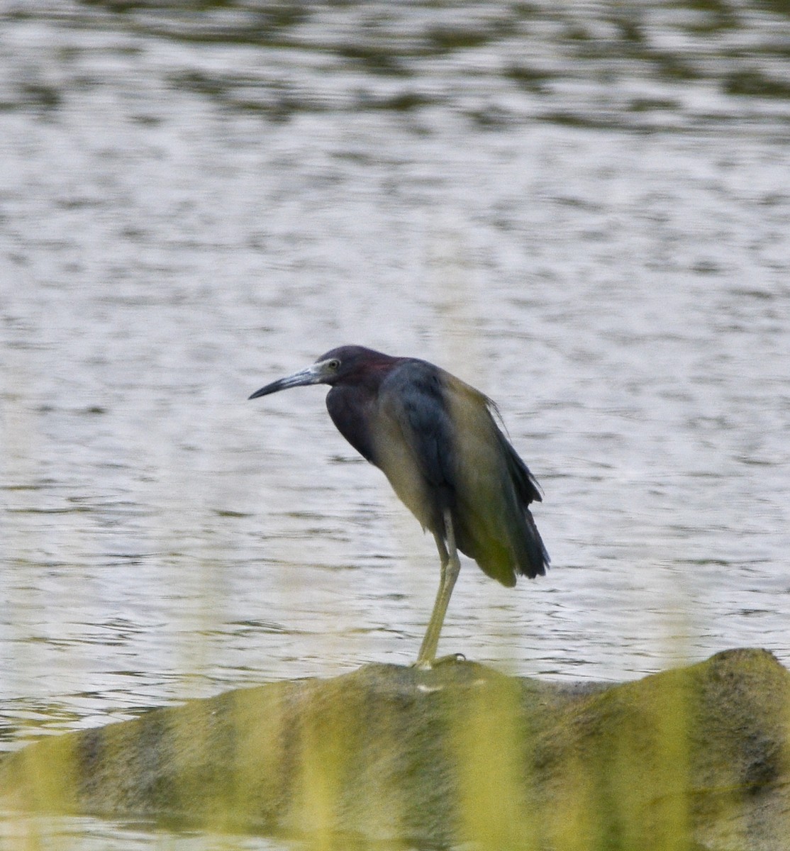 Little Blue Heron - ML622692260