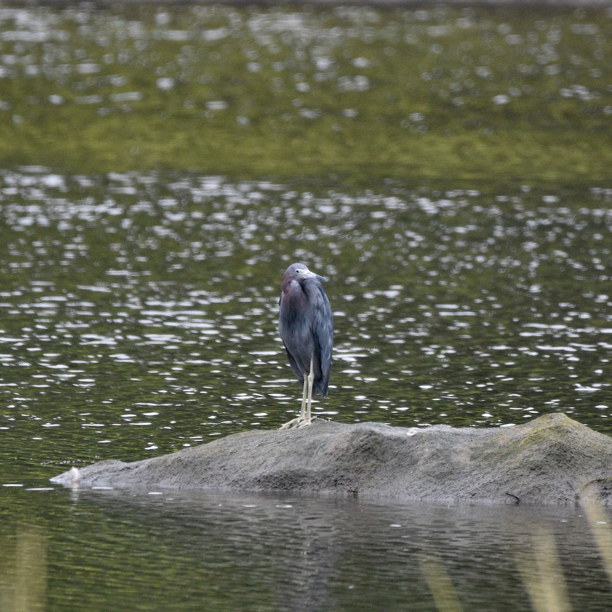 Little Blue Heron - ML622692270