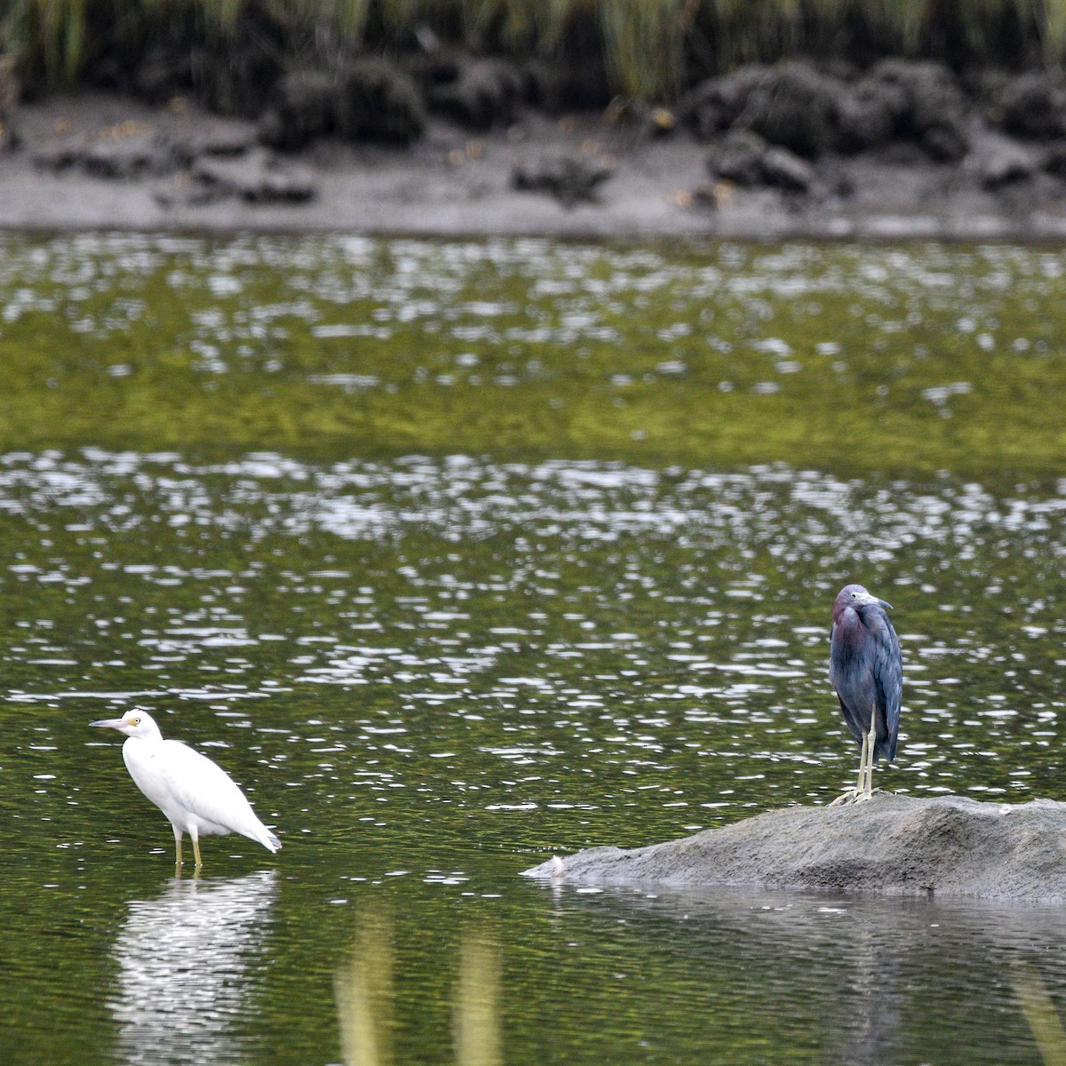Little Blue Heron - ML622692286