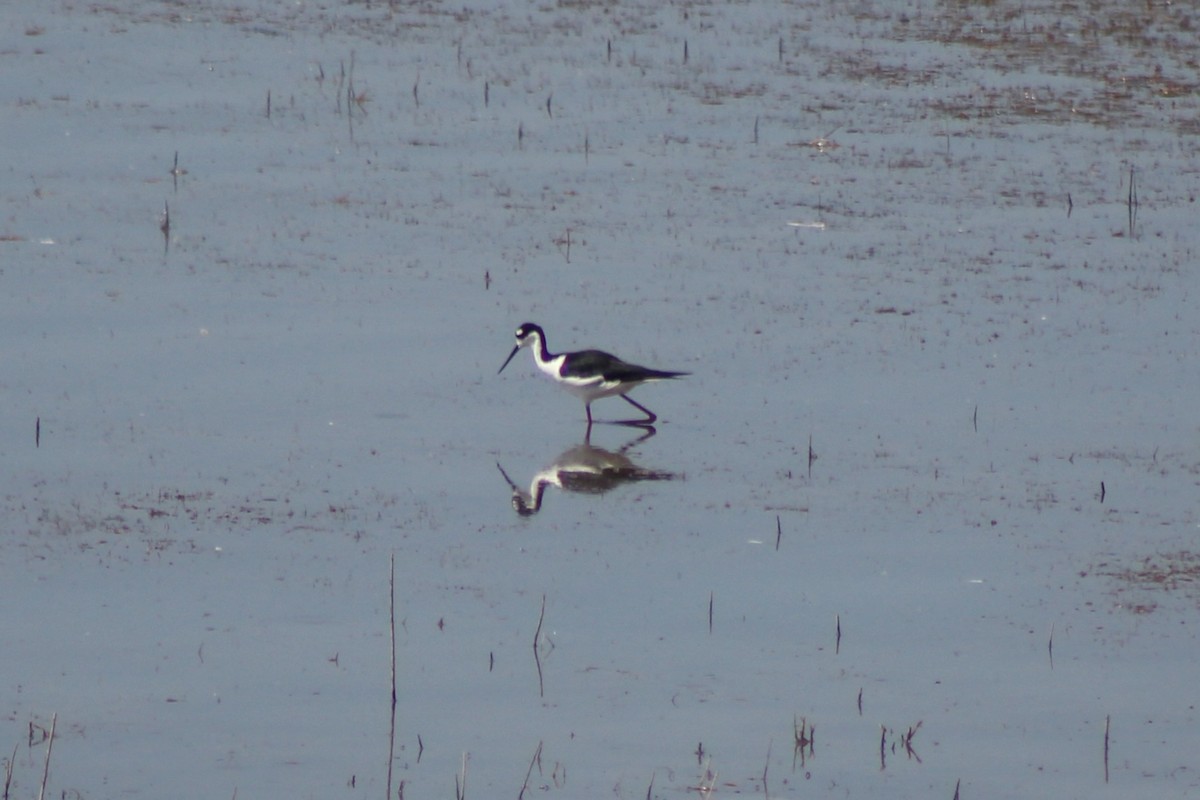 Black-necked Stilt - ML622692302