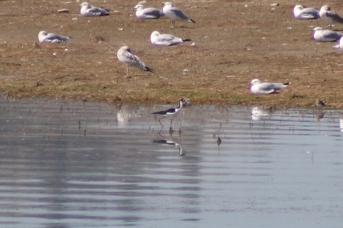 Black-necked Stilt - ML622692311