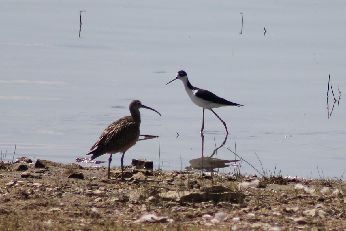 Black-necked Stilt - Meghan Mutch