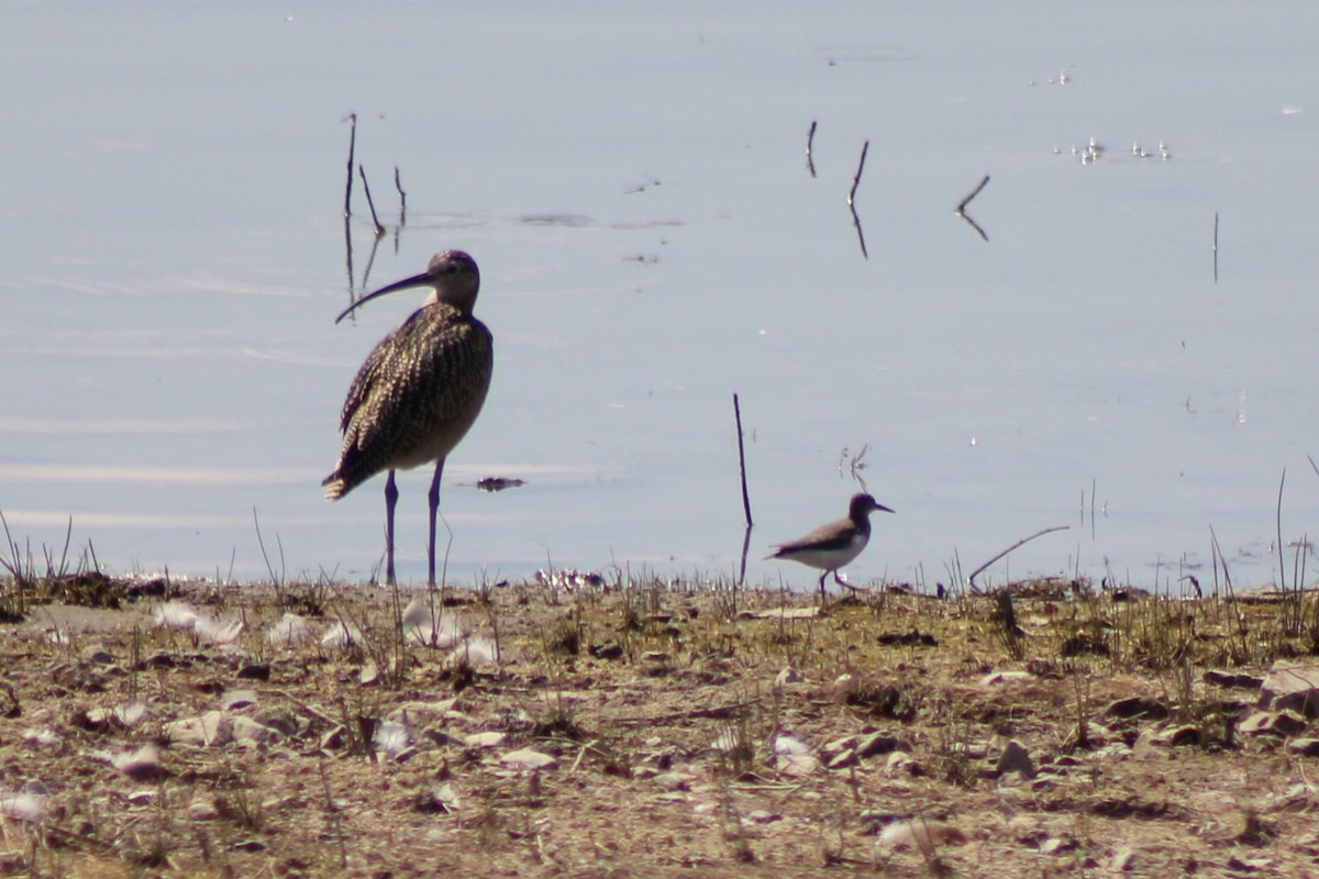 Long-billed Curlew - ML622692321