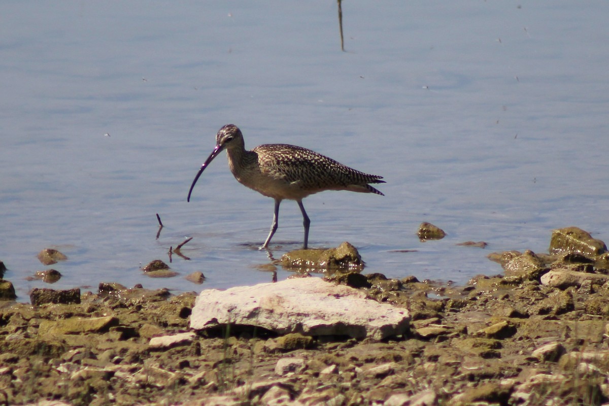 Long-billed Curlew - Meghan Mutch