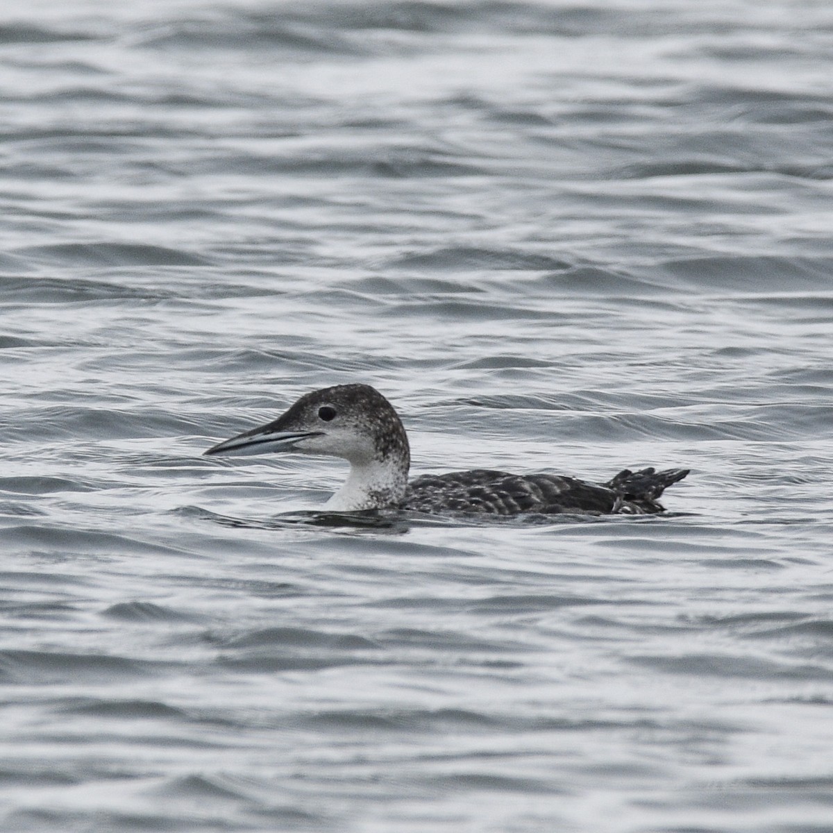Common Loon - ML622692330