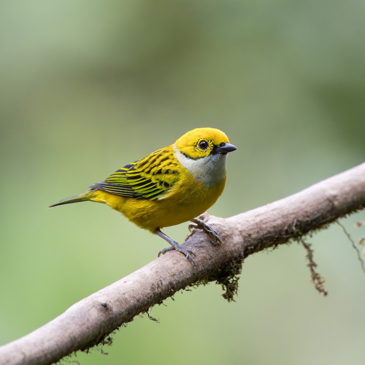 Silver-throated Tanager - ML622692331
