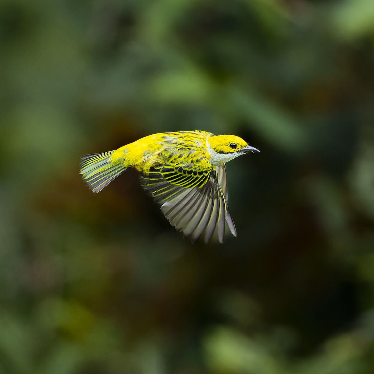 Silver-throated Tanager - ML622692332