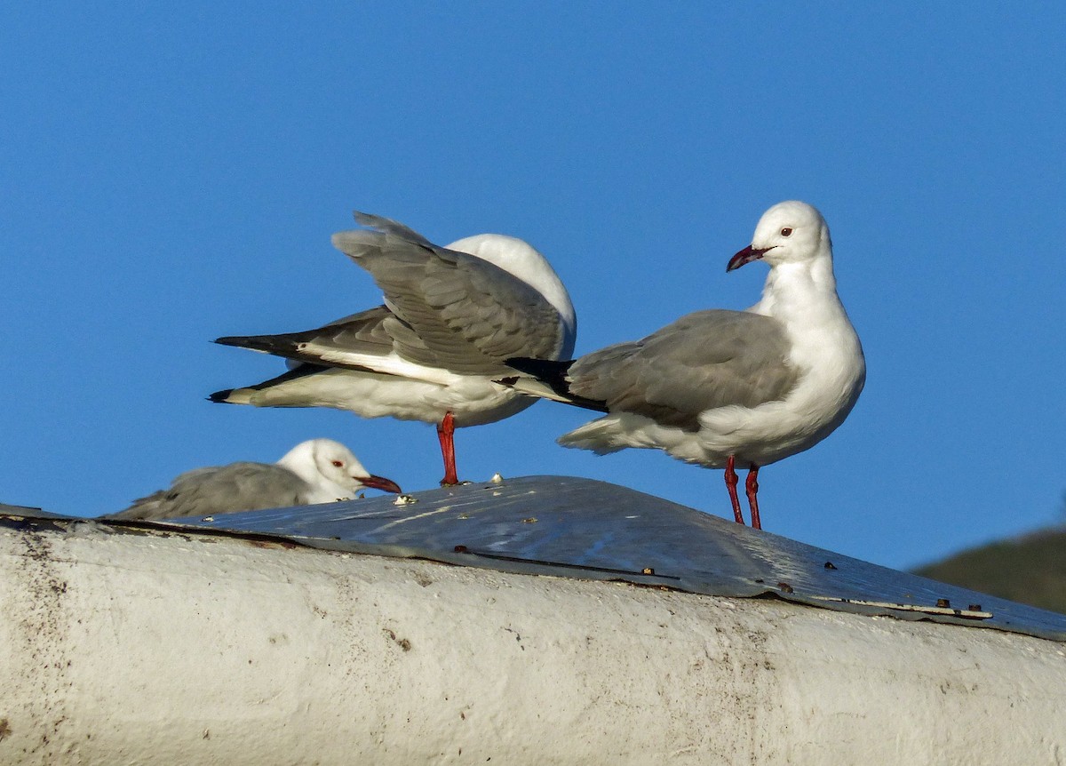 Hartlaub's Gull - ML622692338