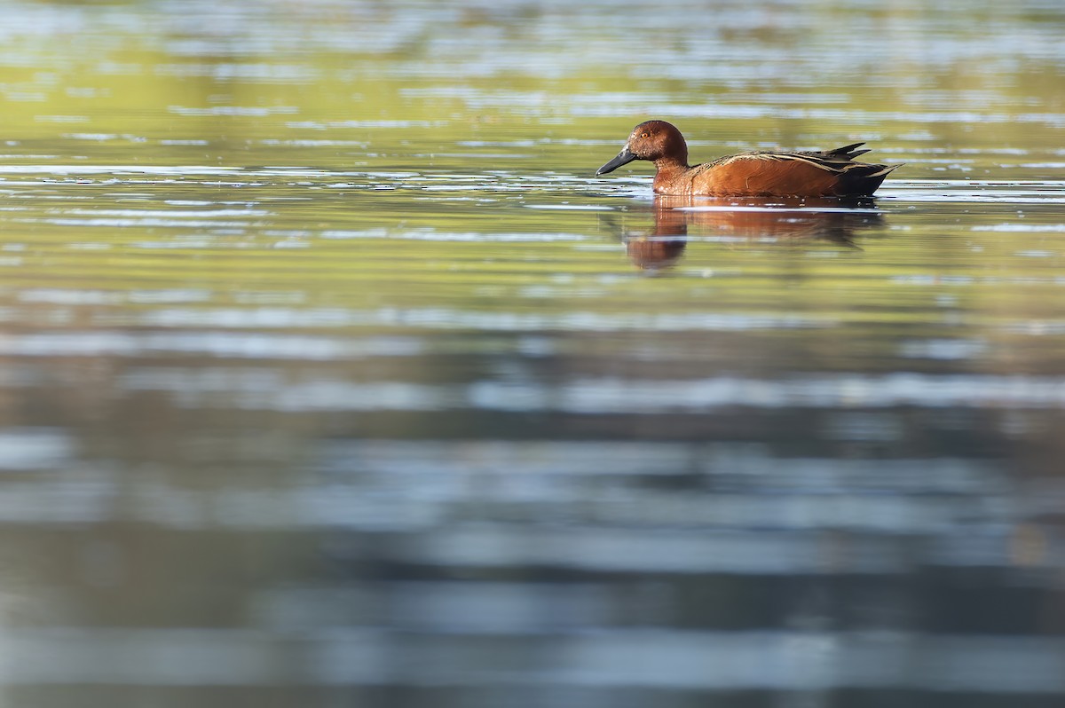 Cinnamon Teal - ML622692339