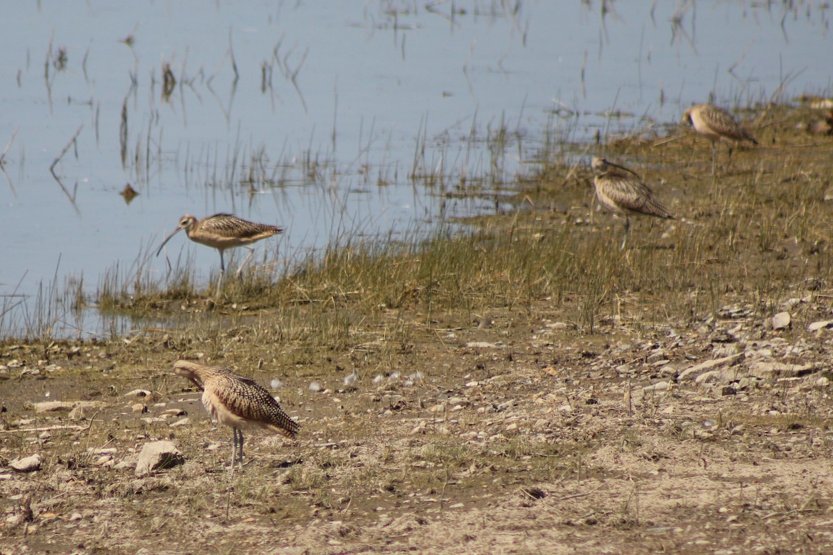 Long-billed Curlew - ML622692354