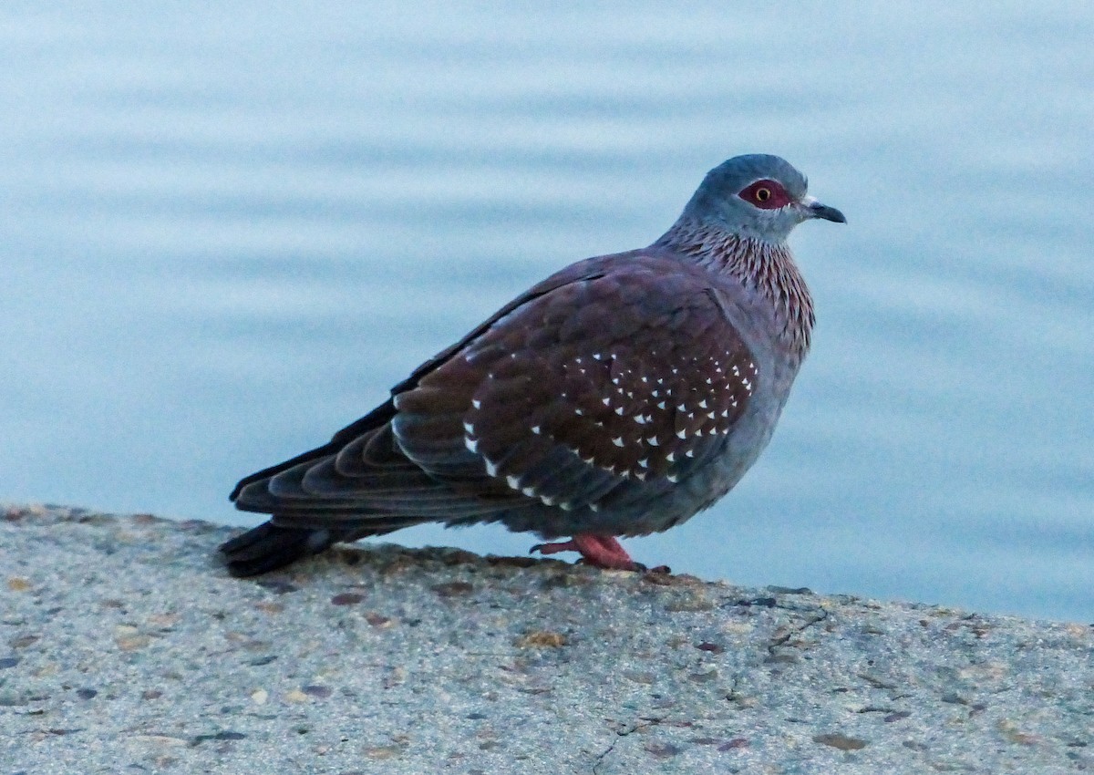 Speckled Pigeon - ML622692355