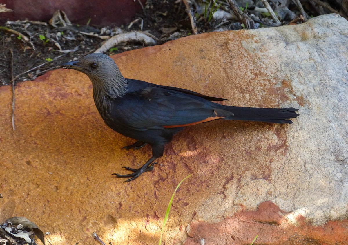 Red-winged Starling - ML622692359