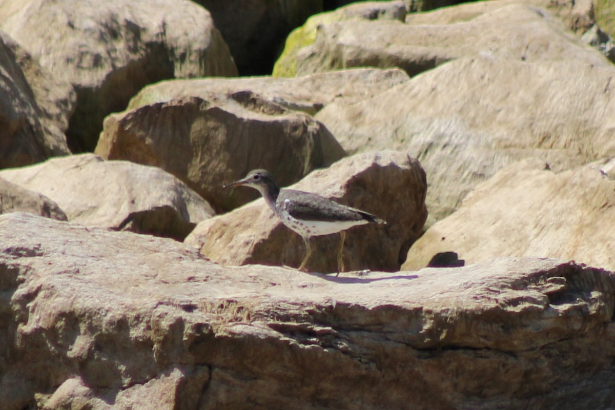 Spotted Sandpiper - ML622692365