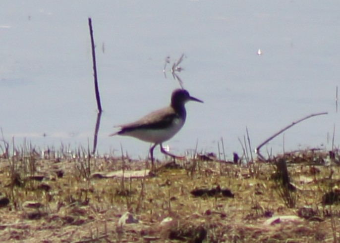 Spotted Sandpiper - ML622692375