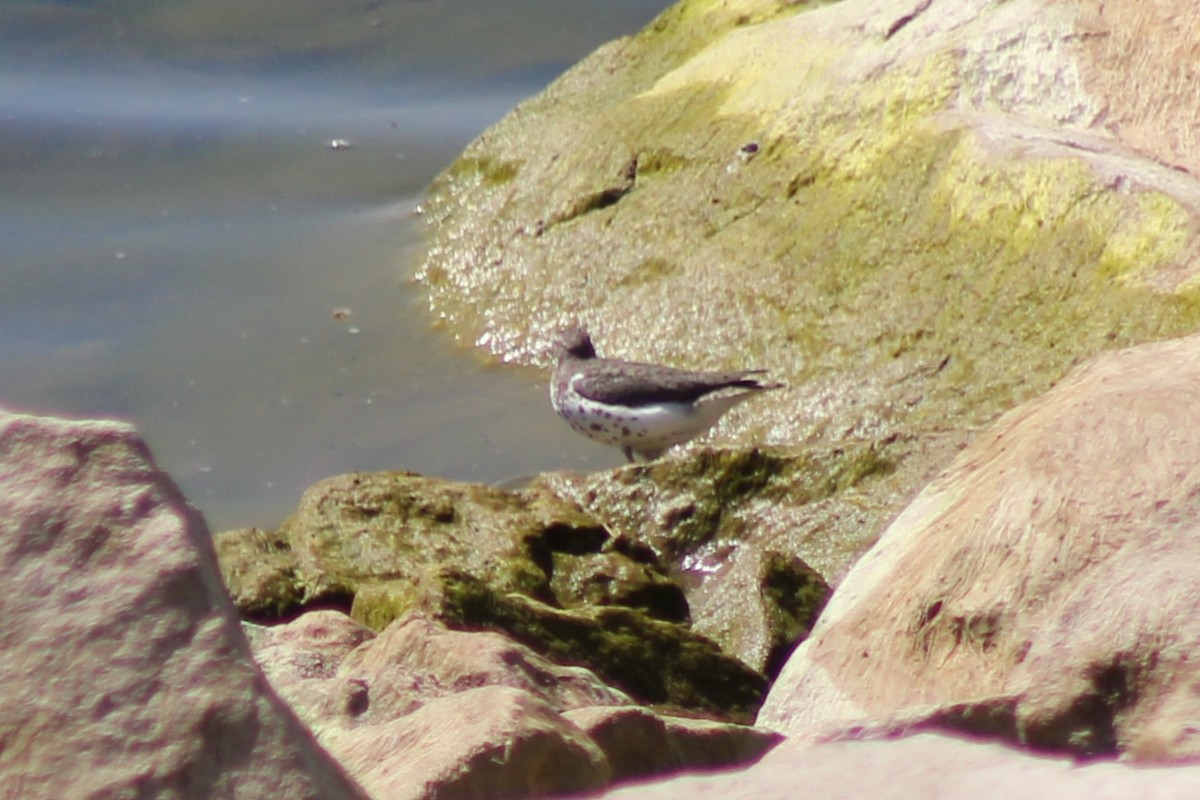 Spotted Sandpiper - ML622692381