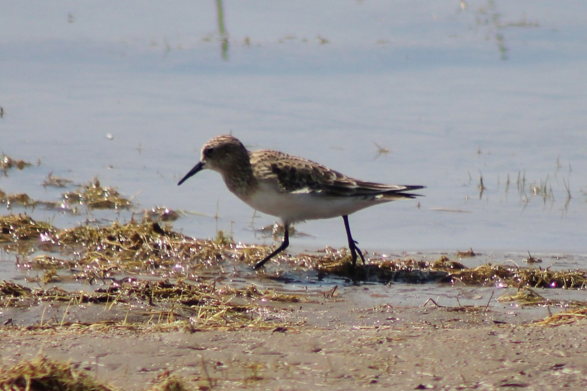 Baird's Sandpiper - ML622692397