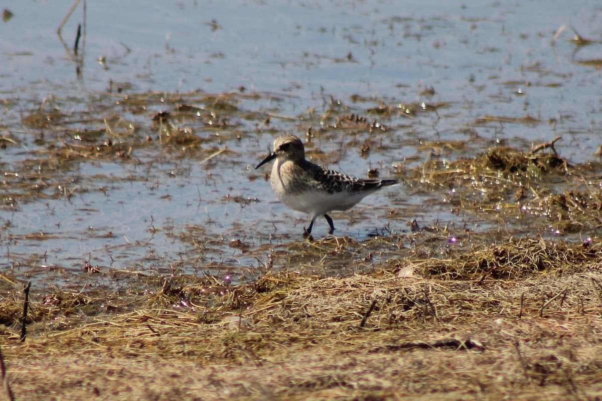 Baird's Sandpiper - ML622692412