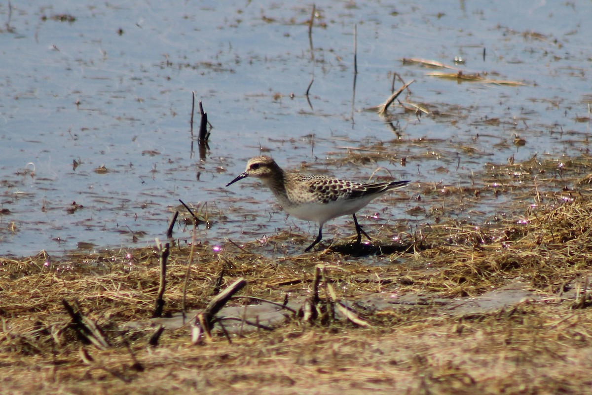 Baird's Sandpiper - ML622692413