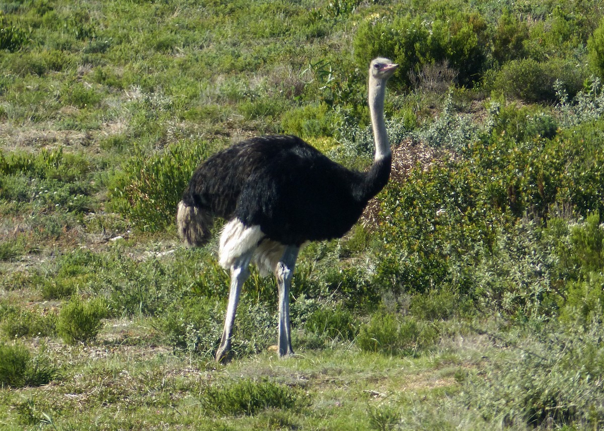 Common Ostrich - ML622692417