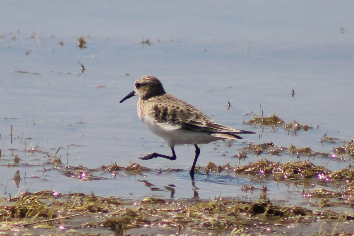 Baird's Sandpiper - ML622692425