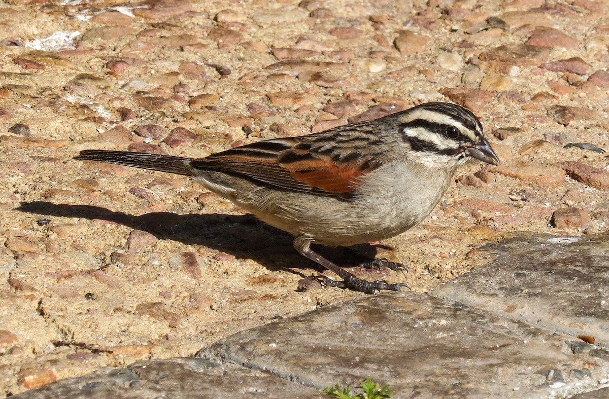 Cape Bunting - Jack Bucknall