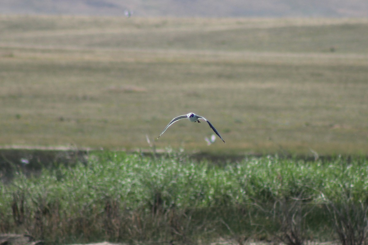 Franklin's Gull - ML622692450