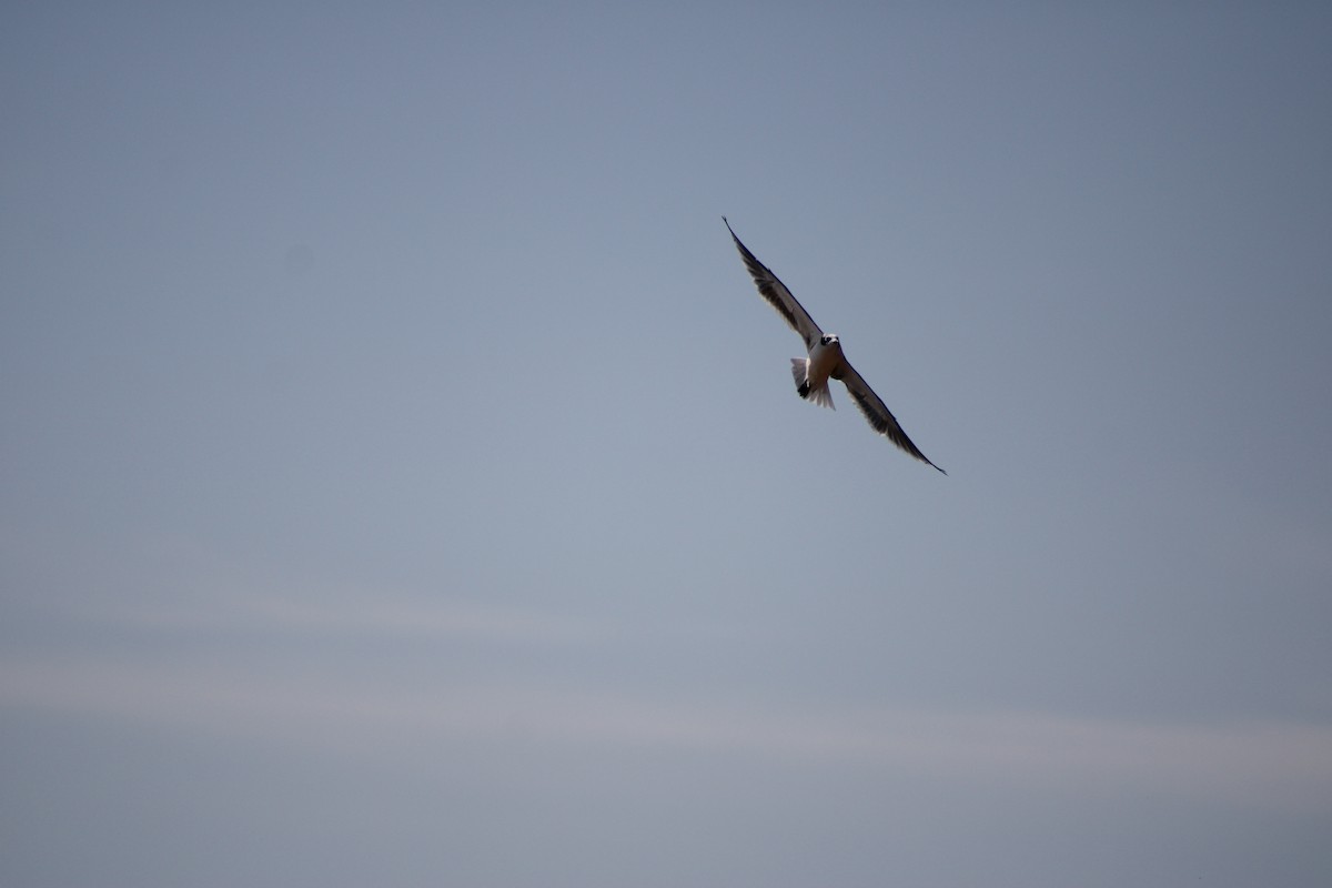 Franklin's Gull - ML622692456