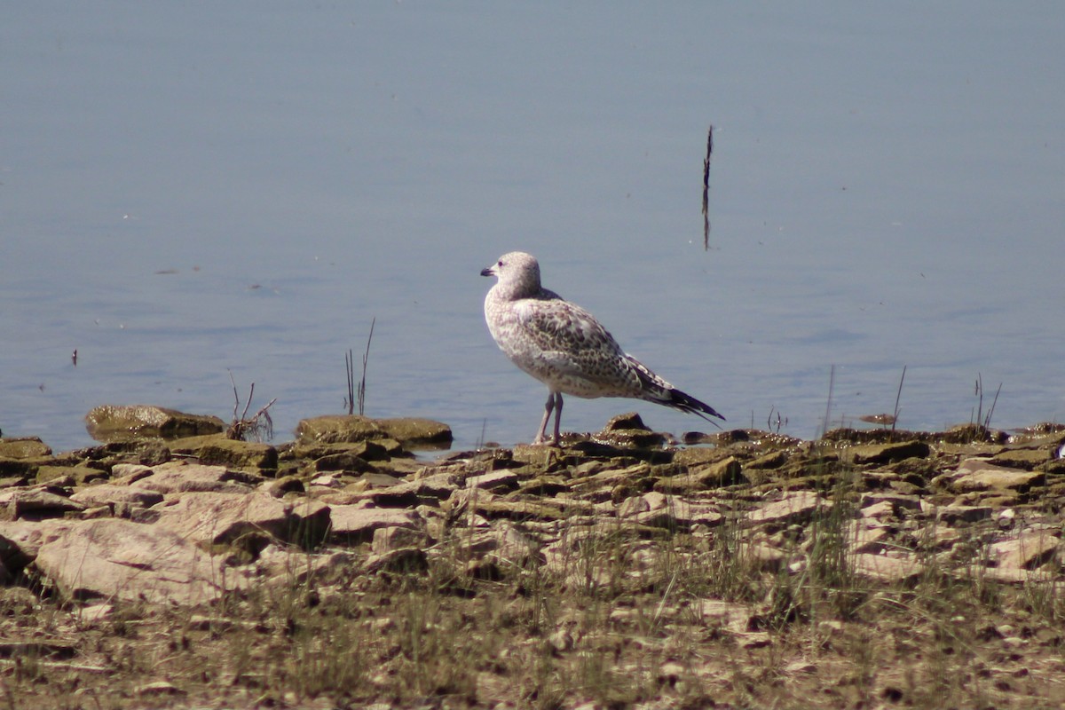 Ring-billed Gull - ML622692476