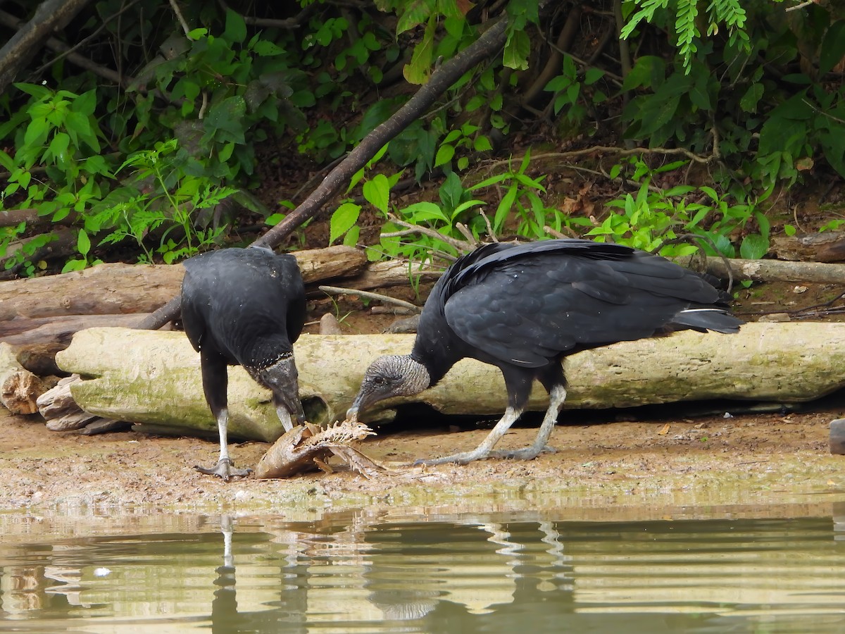 Black Vulture - ML622692627