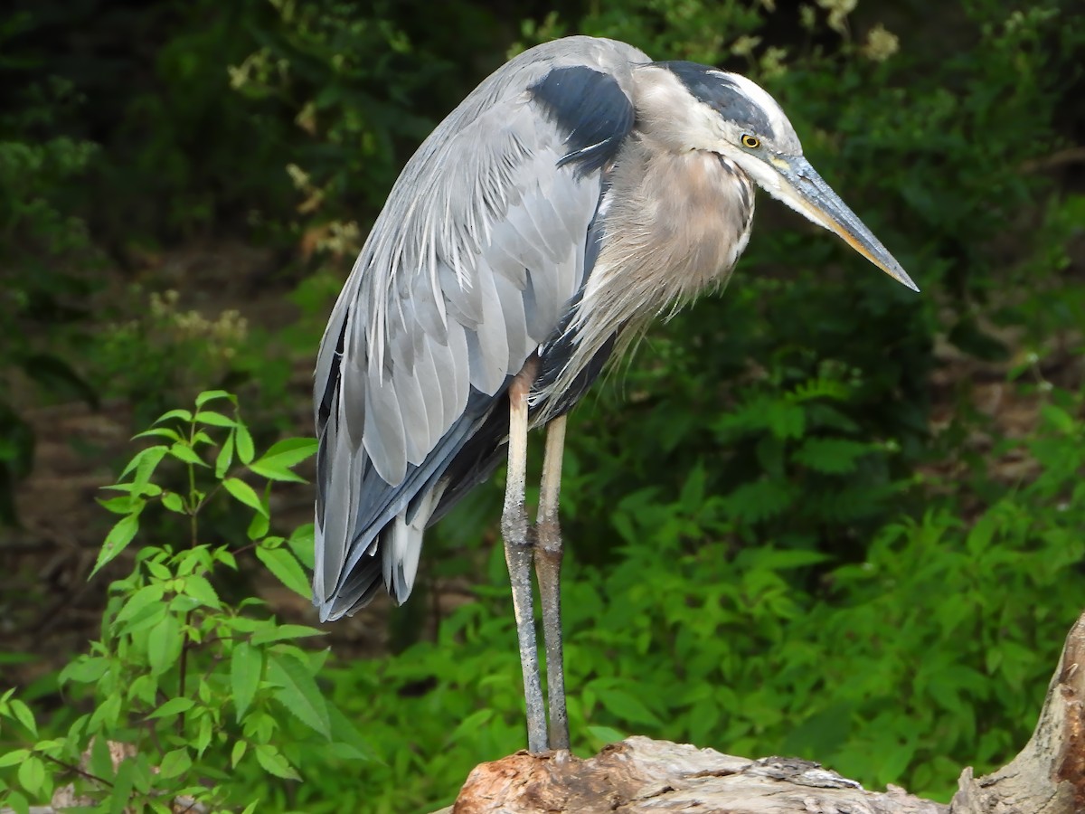 Great Blue Heron - ML622692644