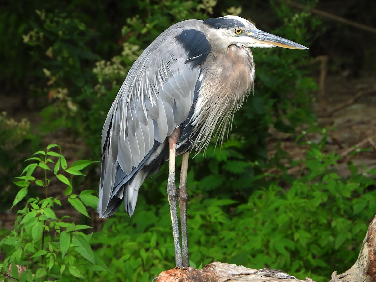 Great Blue Heron - ML622692645