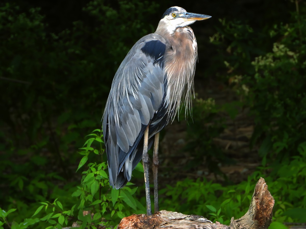 Great Blue Heron - ML622692646