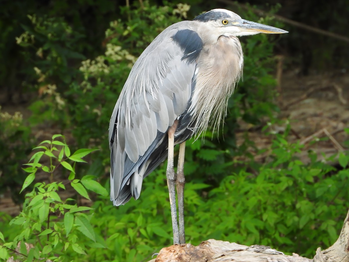 Great Blue Heron - ML622692647