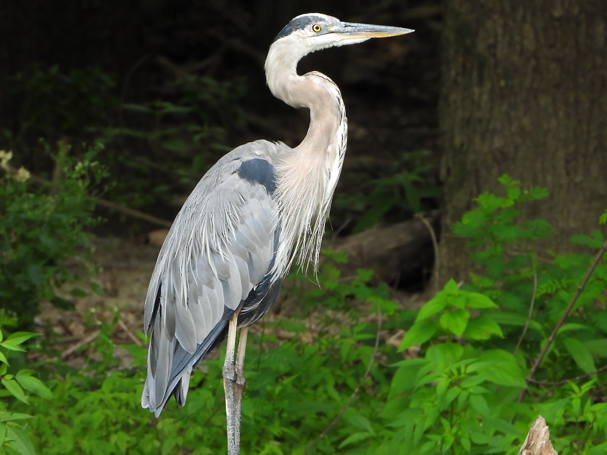 Great Blue Heron - ML622692649