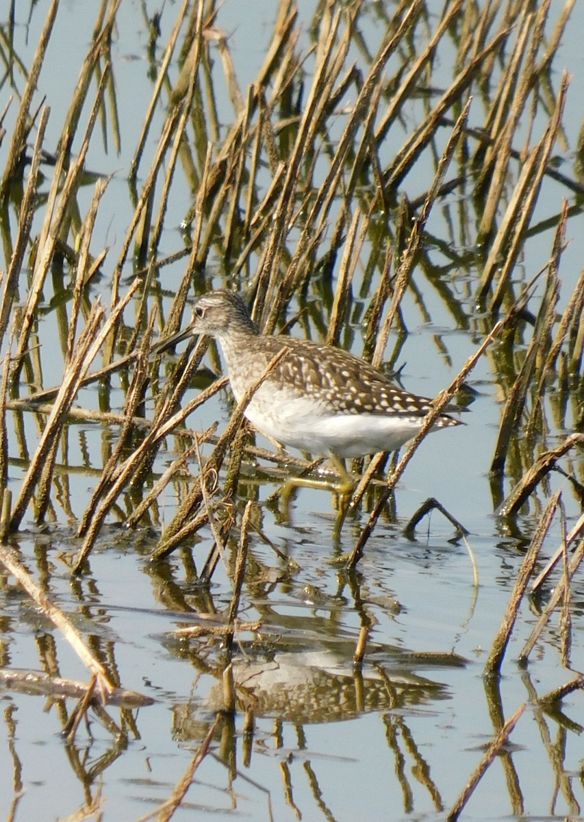 Wood Sandpiper - ML622692690