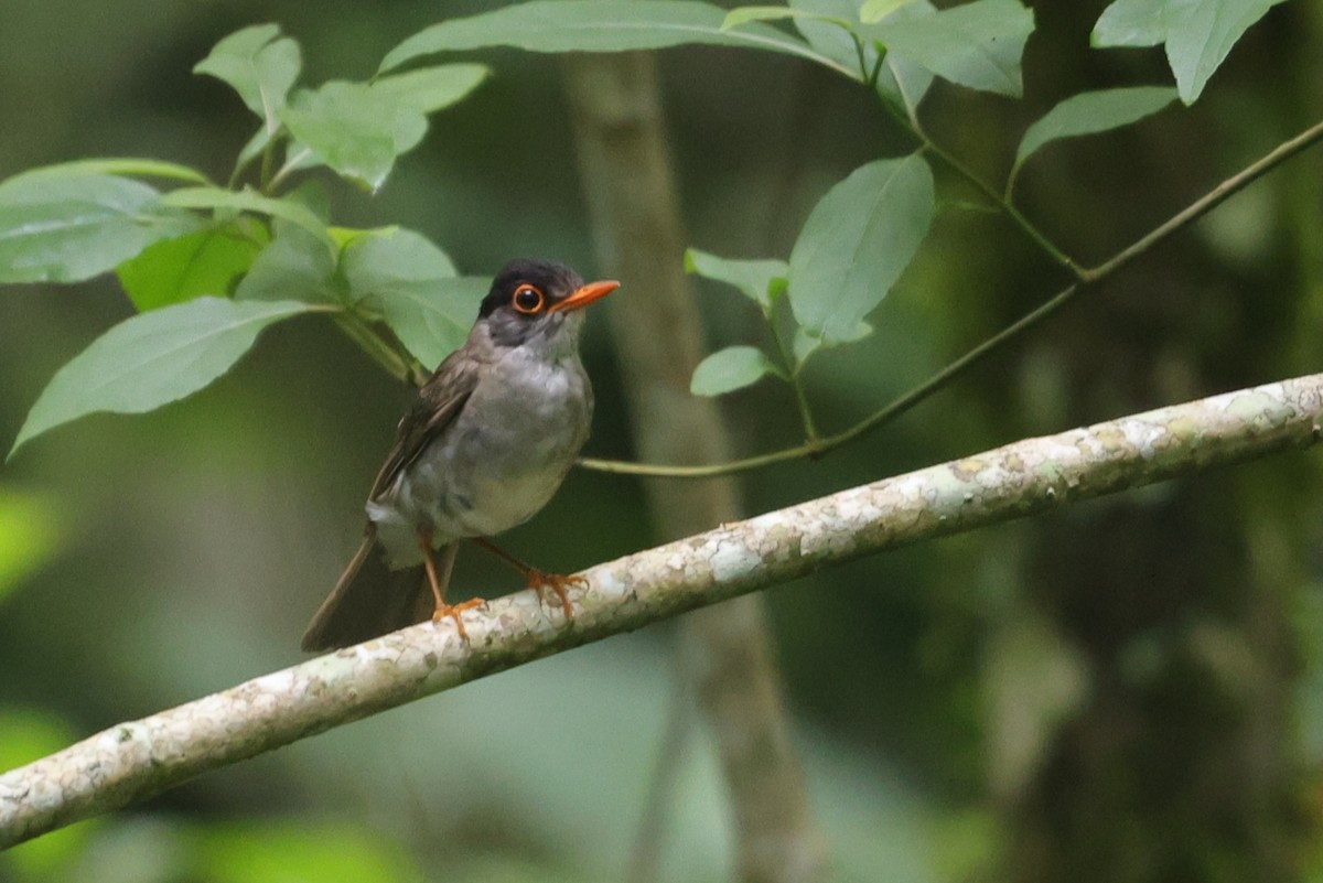 Black-headed Nightingale-Thrush - ML622692815