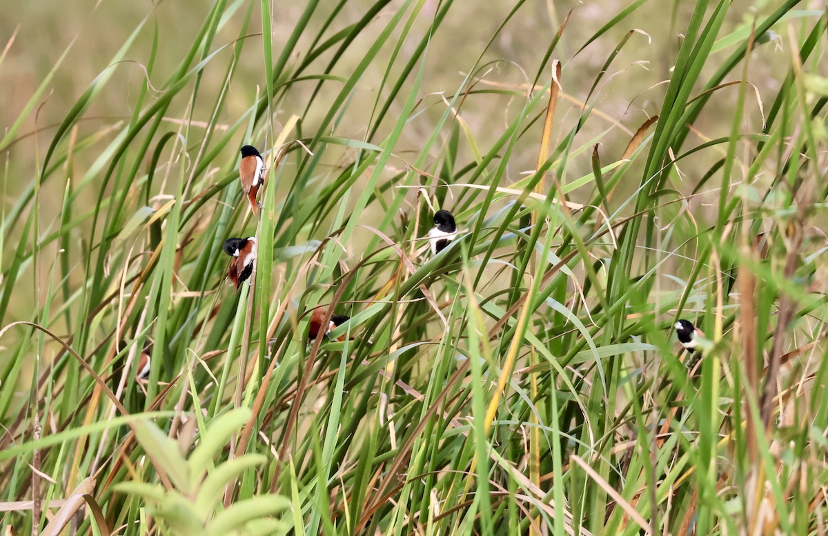 Tricolored Munia - ML622692906