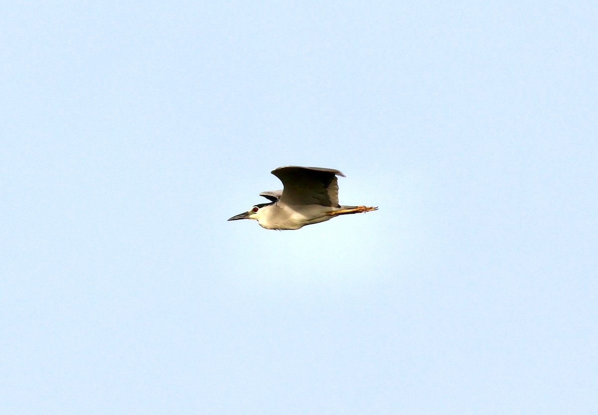 Black-crowned Night Heron - ML622692927