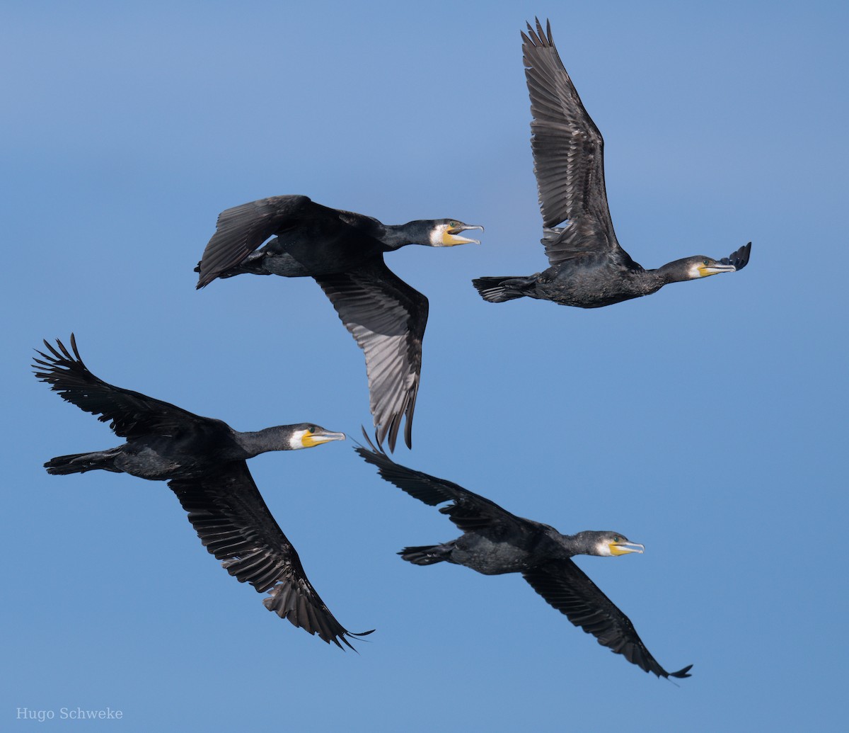 Cormorán Grande - ML622692937