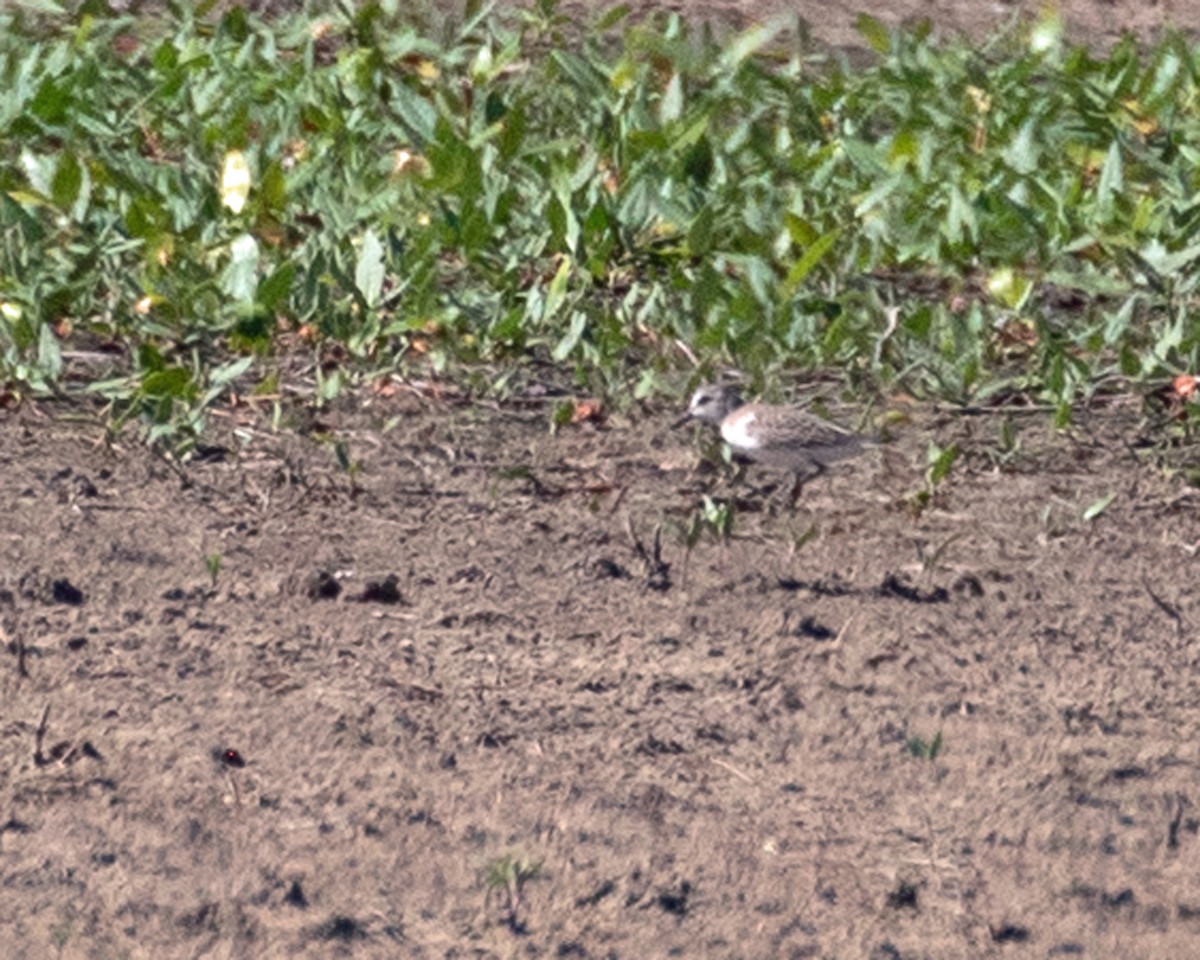 Semipalmated Sandpiper - ML622692957