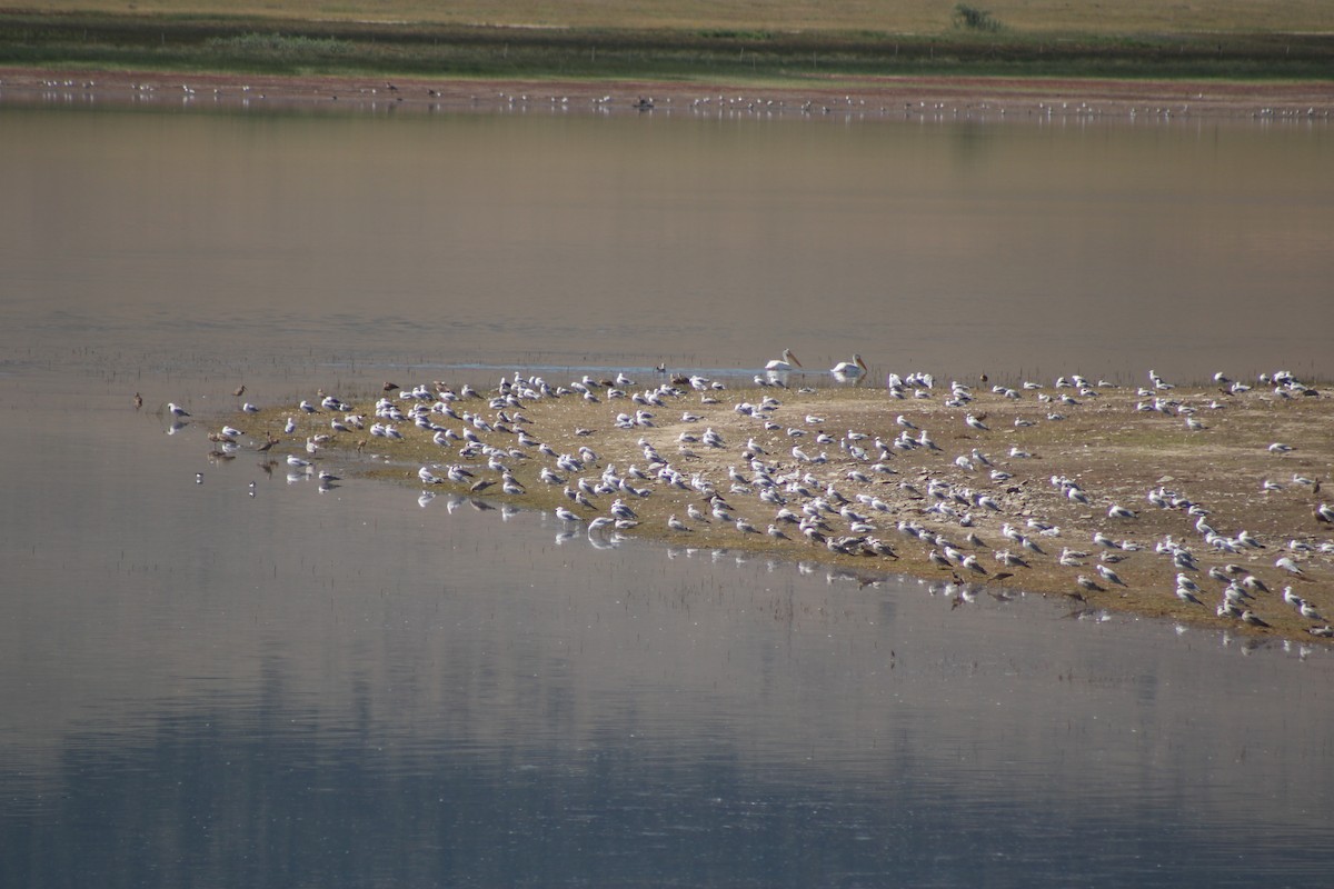 California Gull - ML622692965