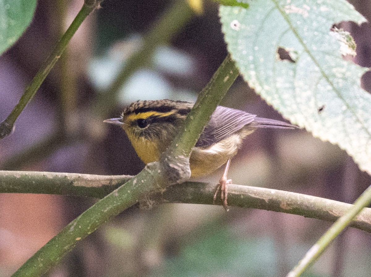 Yellow-throated Fulvetta - ML622692997