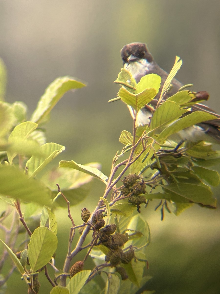 Eastern Kingbird - Tristan Swartout