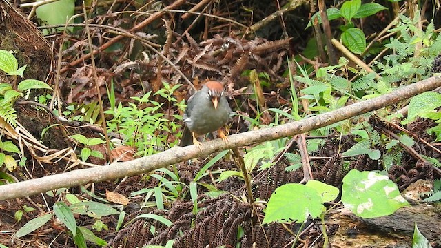 Chestnut-capped Laughingthrush - ML622693080